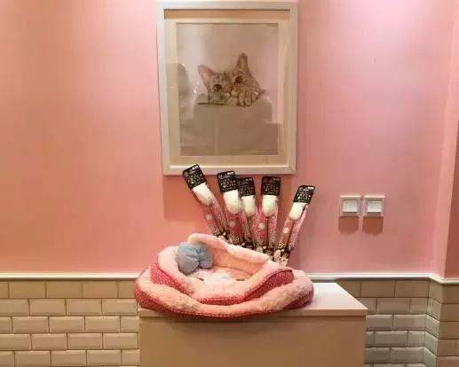 成都宠物寄养基地,成都狗狗寄养