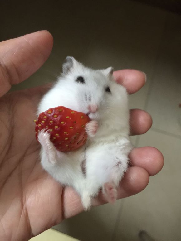 必须买的仓鼠零食,小仓鼠买东西推荐吃的主食小零食