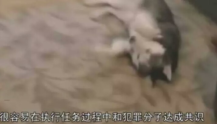 主人在汪星人的鼻子上放了一朵花，谁知道突然降落了一只蝴蝶！