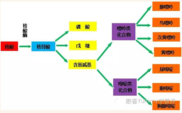 痛风与关节炎的认识,教你认识痛风
