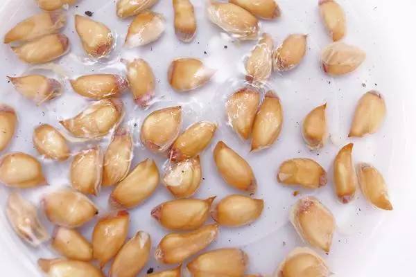 柚子的种子怎么发芽做盆栽,柚子种子小盆栽