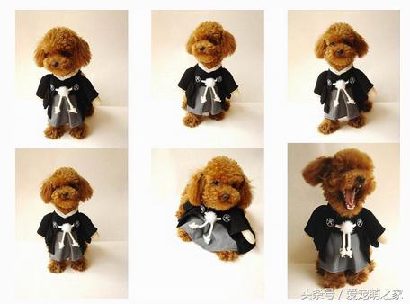 泰迪贵宾犬幼崽怎么养,贵宾犬泰迪日常喂养方法