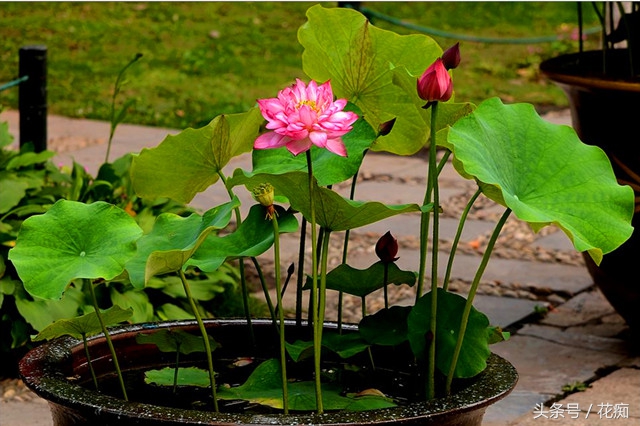 一节藕种出一池莲花,荷花盆景藕种
