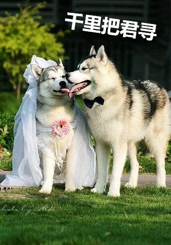 一人我饮酒醉女生唱出来的,一人我饮酒醉歌词来历详细解析