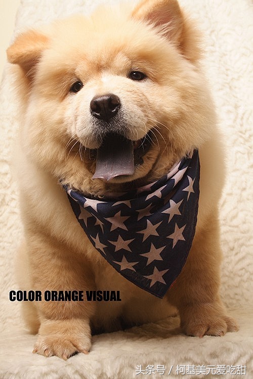 十二星座狗,十二星座专属宠物