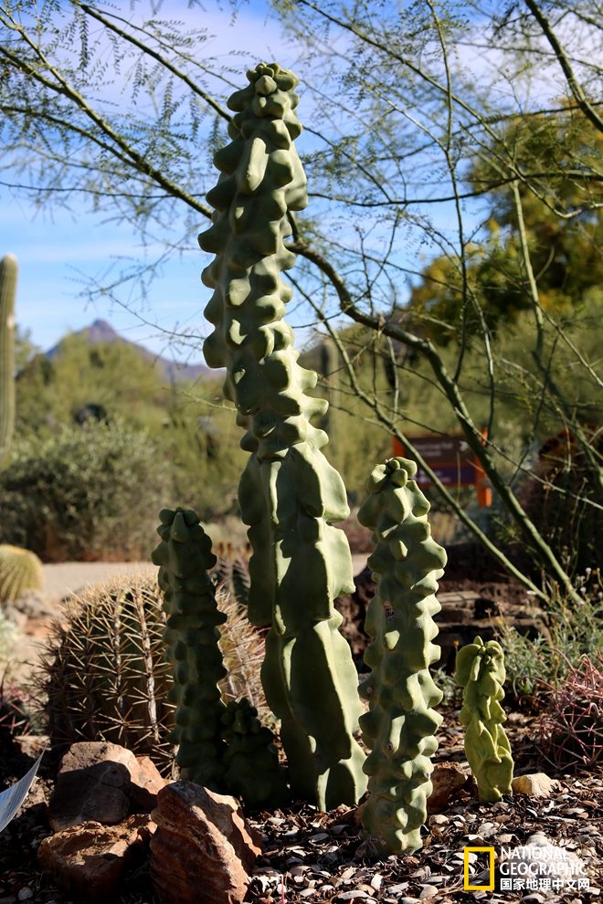 图森仙人掌,图森地理位置