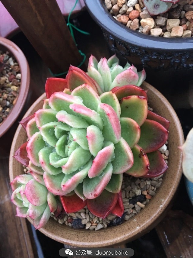 寒风中越发美丽的多肉,冬季暖阳下的多肉