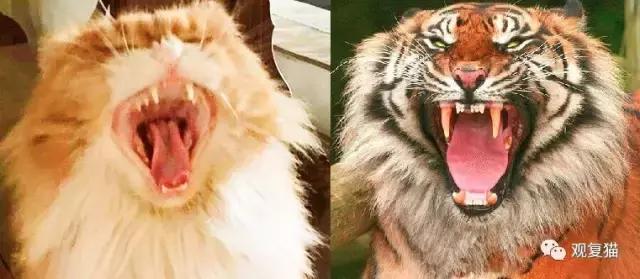 《蓝毛毛找猫》第三讲：虎假虎威