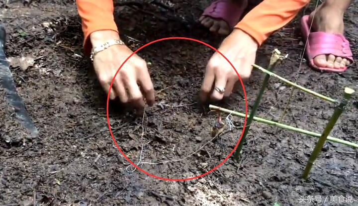 农村里的人是这样抓野鸡的，用细竹竿做陷阱很好用