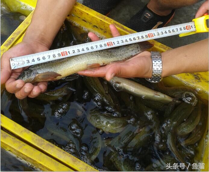 泥鳅养殖品种哪个好,泥鳅养殖品种各种介绍