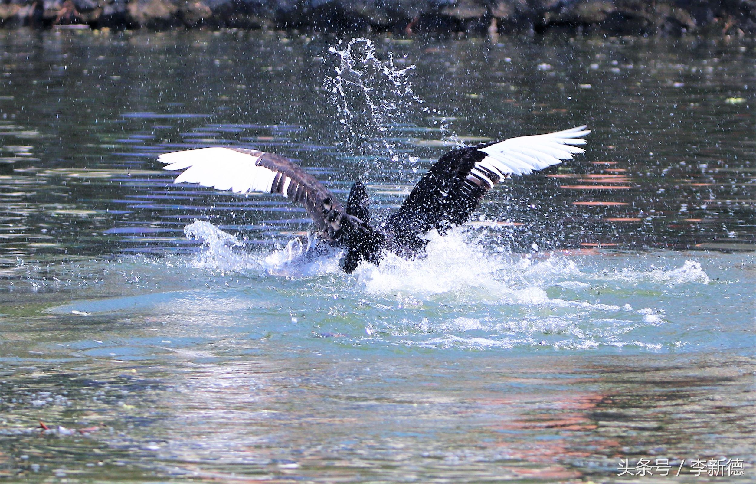 适马150-600镜头拍海上,适马150-600镜头拍视频怎么样