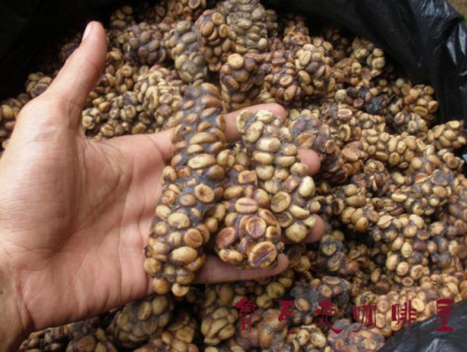 印尼猫屎咖啡完整版,正宗猫屎咖啡是怎么做的