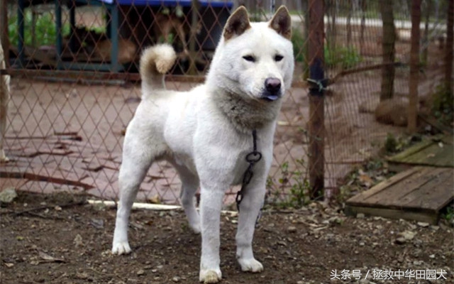 高颜值广西土猎犬,广西土猎标准身材