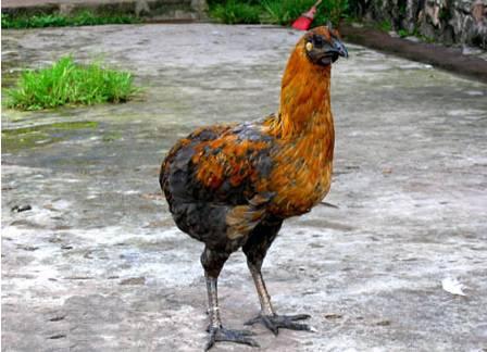云南十大漂亮的鸡,云南第一生态鸡