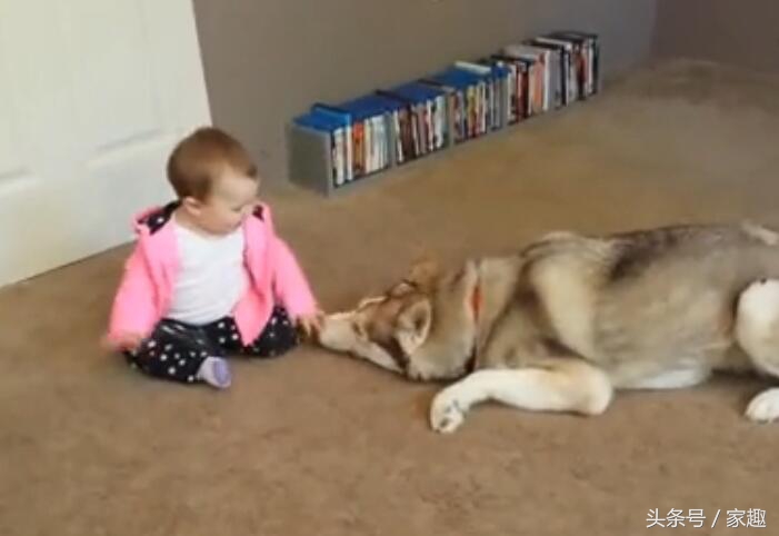 哈士奇扑倒女主人,哈士奇被女主人亲的视频