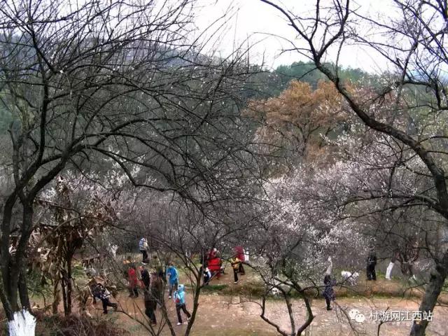 青岛冬季赏梅花的好去处,冬季梅花旅游攻略