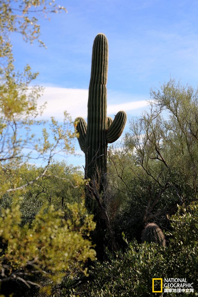 图森仙人掌,图森地理位置