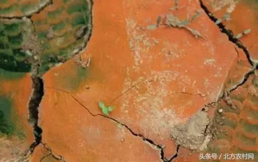 土壤发红是怎么解决,土壤发红发绿如何解决
