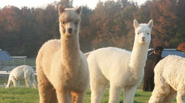 从不汉化就差评到H1Z1抱团式对喷，中国玩家最渴望的是什么？