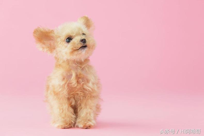 记住这五种食物狗不能吃别伤害它,宠物医生建议喂狗狗吃什么
