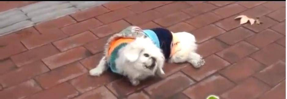 狗狗瘫痪主人坚持治疗,狗狗生病后主人不离不弃陪它康复