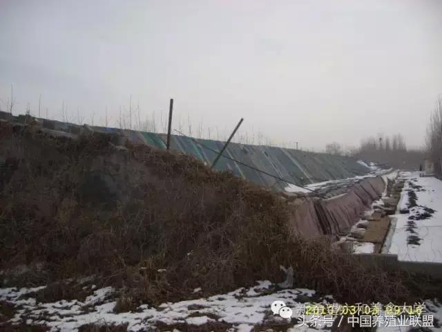 冬季鸡怎么管理,冬季脱温鸡怎么养