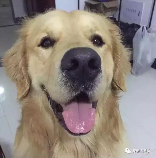 金毛不是最温柔善良的狗狗吗,大壮是只汪