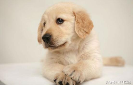 记住这五种食物狗不能吃别伤害它,宠物医生建议喂狗狗吃什么