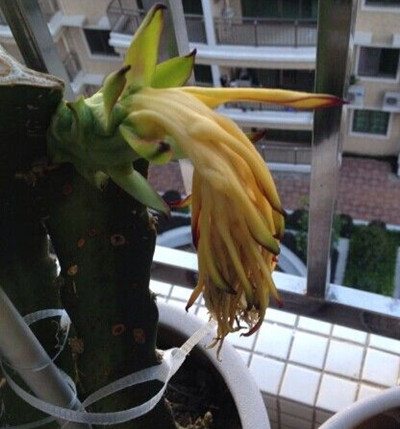 火龙果怎么种盆栽才结果,盆栽火龙果枝条怎么种当年结果