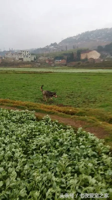 哈士奇在农村放养还是拴住,哈士奇不能养吗