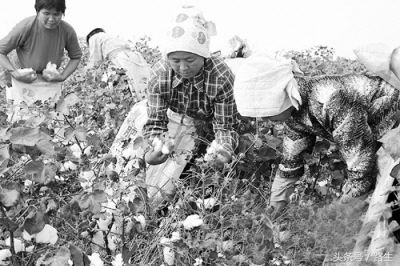 十多年前，我在*疆新**见到的采棉人，那也曾是属于我们的公共记忆