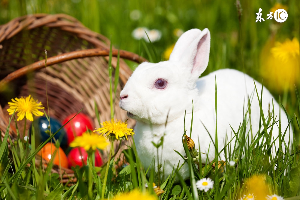 幼儿的兔兔可以喝水吗,兔兔只喝水不吃东西怎么办