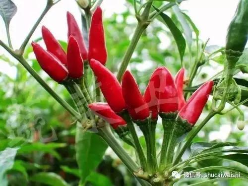 辣椒物语—让我们说说辣椒的味道!