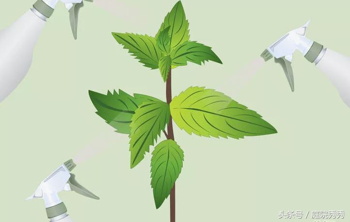 家庭园艺常用杀虫剂,固体杀虫剂使用方法养花