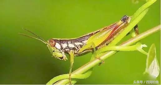 长竿短线传统钓饵料,传统钓法用什么饵
