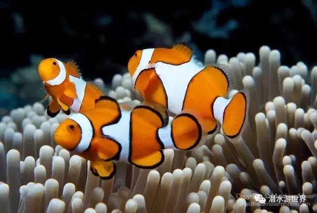 变性、伪装、雌雄同体--谁是微距世界的奇葩?