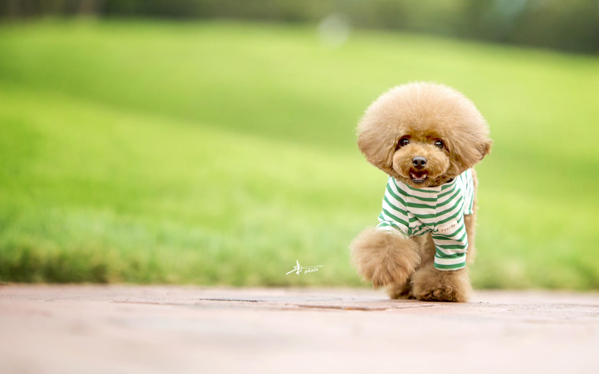 泰迪真的是狗吗,怎么分辨真假黑色泰迪狗狗