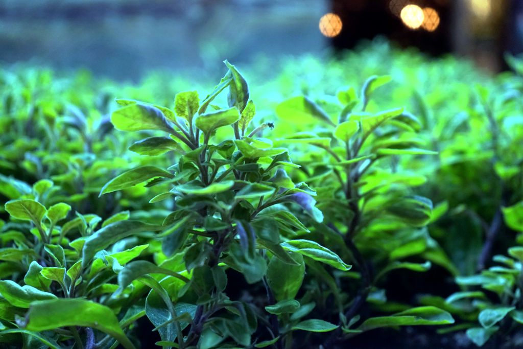 有机蔬菜真的好吗,有机蔬菜有关的法律找谁了解