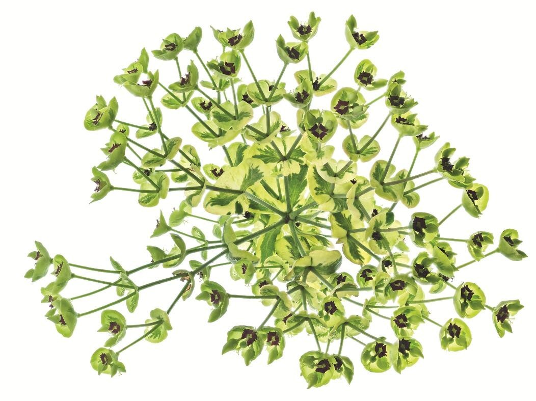 美得让人窒息的景色,美得让人窒息的紫藤花