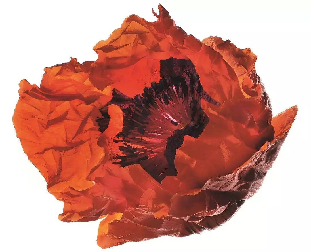 美得让人窒息的景色,美得让人窒息的紫藤花