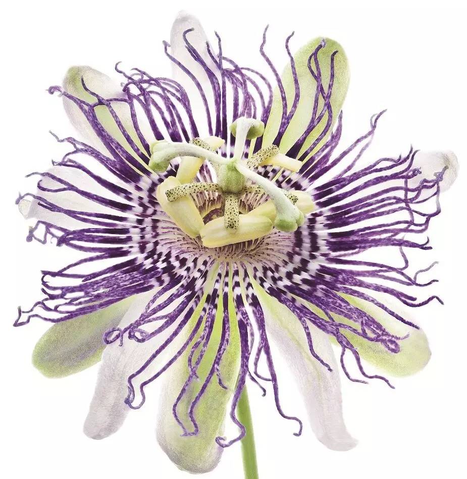 美得让人窒息的景色,美得让人窒息的紫藤花