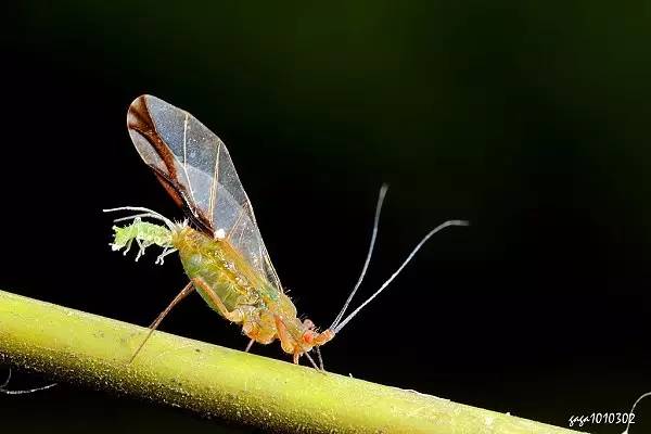 杀虫剂是可以解决虫害的第一选择,杀虫剂有哪些防治方法和使用方法