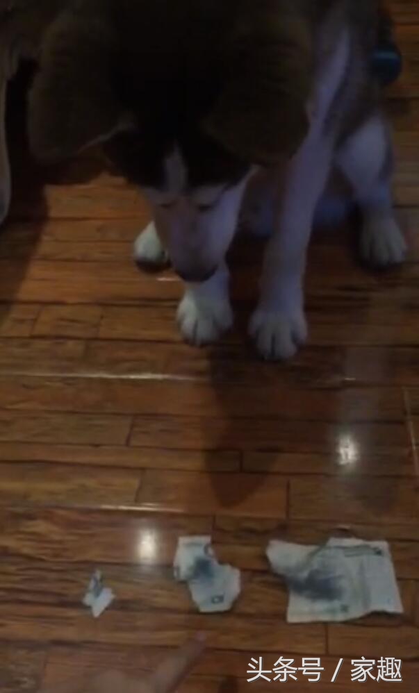 哈士奇无缘无故挨了一巴掌,哈士奇把钱撕碎