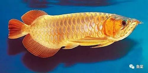 新手如何饲养龙鱼魟鱼,如何养好龙鱼跟魟鱼