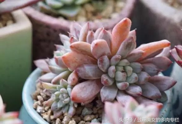 入坑一年小说,入坑一年