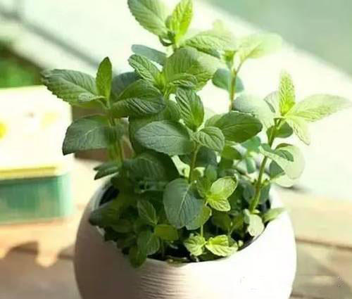 厨房适合养什么盆栽植物,家居养花3种植物好养好看又实用