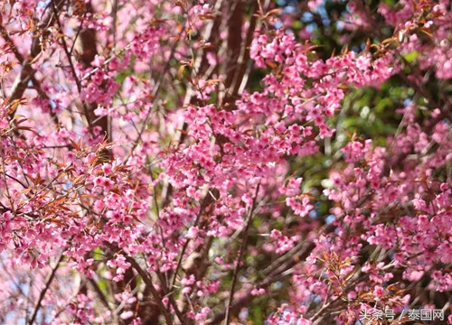 泰国黎府,泰国北柳府樱花