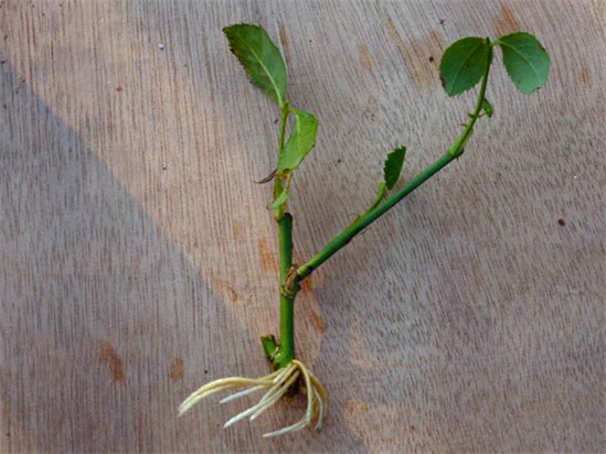 花卉盆栽扦插苗养护技术,花卉扦插快速生根技巧图片