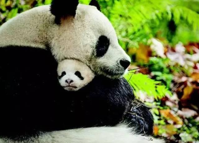 为求得一只熊猫的抚养权，英美荷法等国家连尊严都不要了