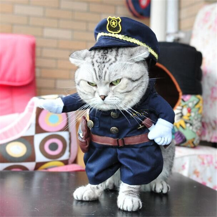 你家猫给你带了什么家具,你给家人准备年货了吗